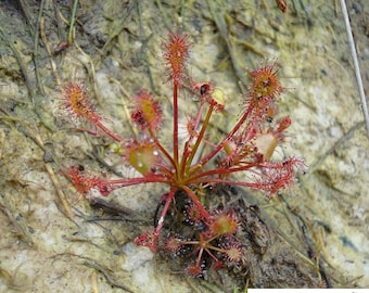 Drosera intermedia / 20 seeds