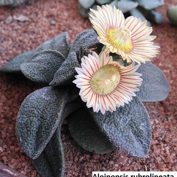 Aloinopsis rubrolineata / 20 seeds (Giant Jewel Plant)