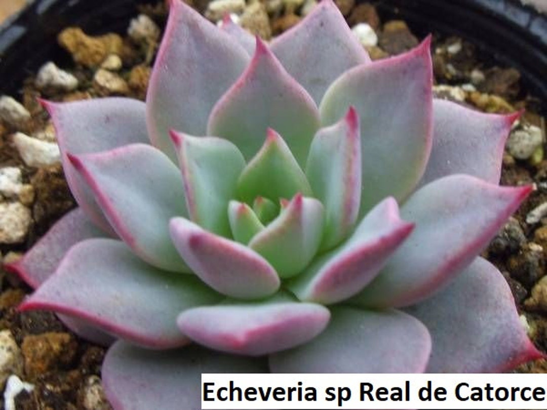 Echeveria Sp Real De Catorce / 20 Seeds - Etsy Sweden