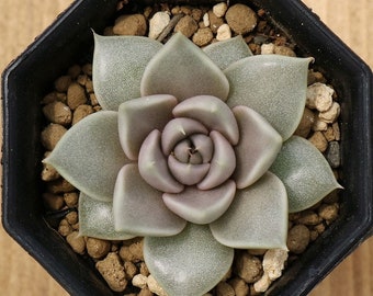 Echeveria tobarensis / 20 semillas