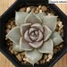 see more listings in the Suculentas [Echeveria] section