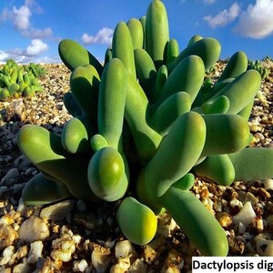 May include: A close-up of a green succulent plant with finger-like leaves growing in a rocky, desert-like environment. The plant is identified as Dactylopsis digitata.