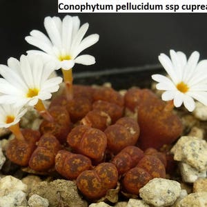 Conophytum pellucidum ssp cupreatum / 10 seeds image 1