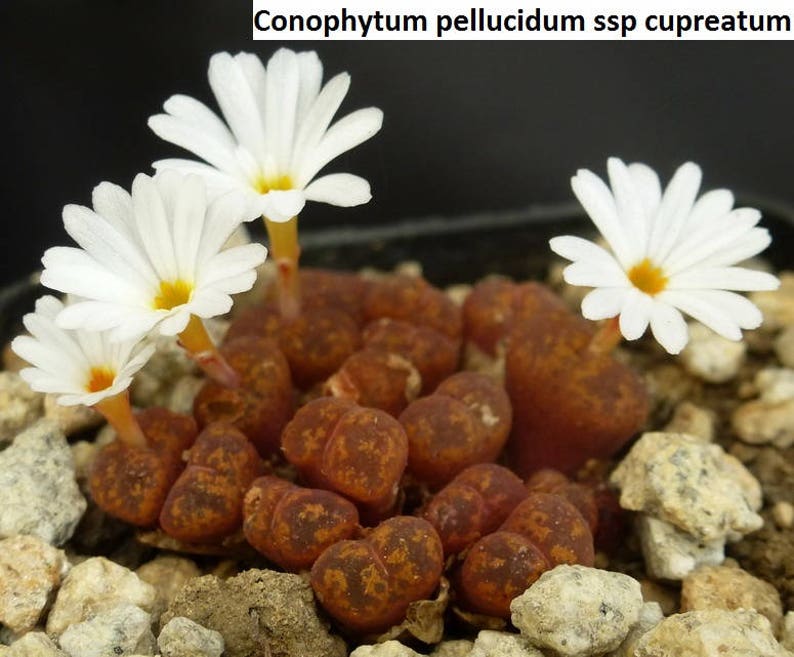 Conophytum pellucidum ssp cupreatum / 10 seeds image 1