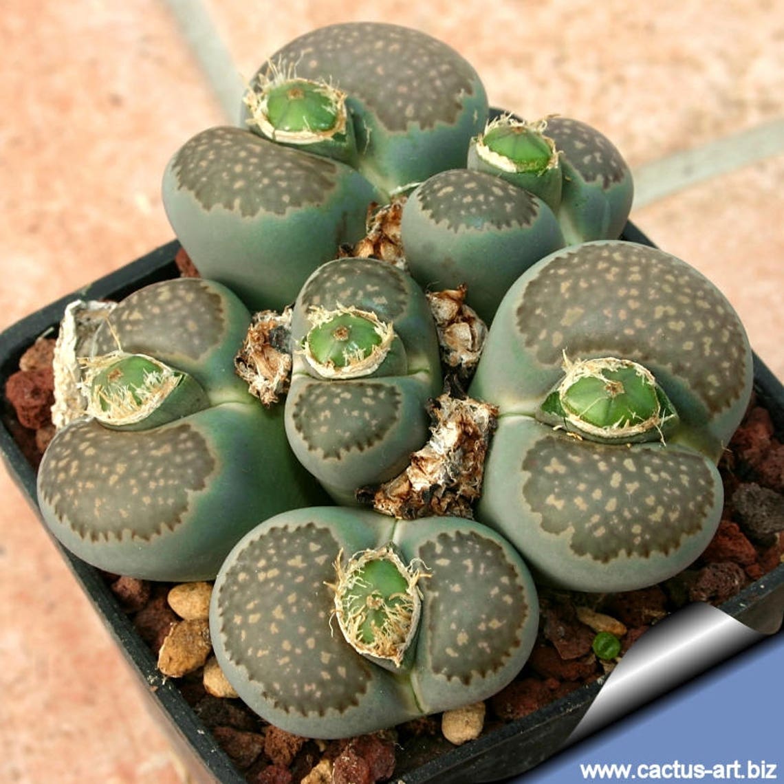 Lithops salicola mix Lithops salicola mix