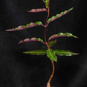 Petopentia natalensis / 5 seeds image 3