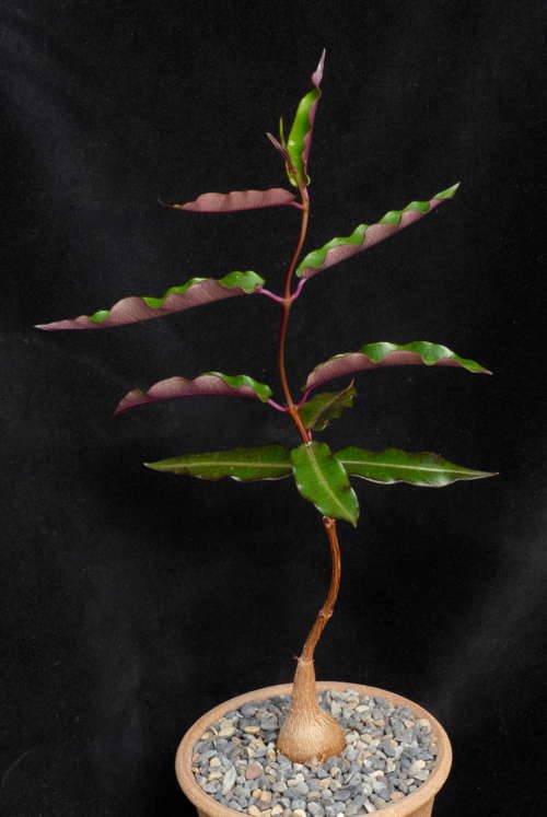 Petopentia natalensis / 5 seeds - Etsy 日本 Petopentia natalensis / 5 seeds - Etsy 日本