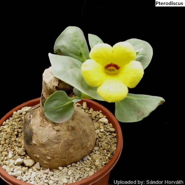Pterodiscus (con flor amarilla) / 5 semillas