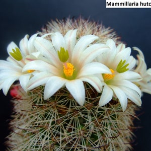 Mammillaria hutchisoniana / 10 seeds