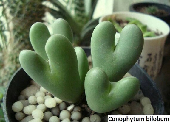 Conophytum Bilobum / 10 Seeds (living Pebbles) - Etsy Canada