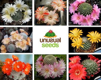 Rebutia frön mix / 20 frön