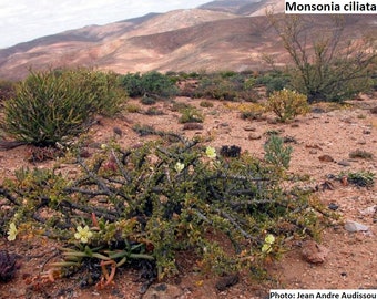 Monsonia ciliata / 5 nasion (Namaqua Bushcandle)