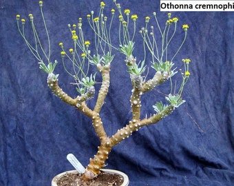 Othonna cremnophila / 5 seeds