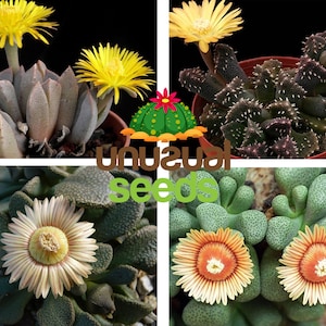 Pode incluir: Quatro tipos diferentes de plantas suculentas com flores em flor. As plantas estão em vasos e têm várias cores, incluindo verde, amarelo, laranja e branco.