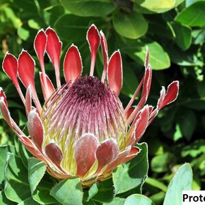 Protea eximia Duchess Sugarbush / 5 seeds image 2