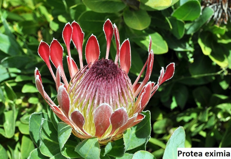 Protea eximia Duchess Sugarbush / 5 seeds image 2