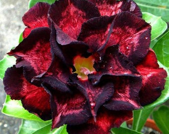 Adenium obesum 'K10' Red & Black Double-petal (Desert Rose, Sabi Star) / 5 seeds