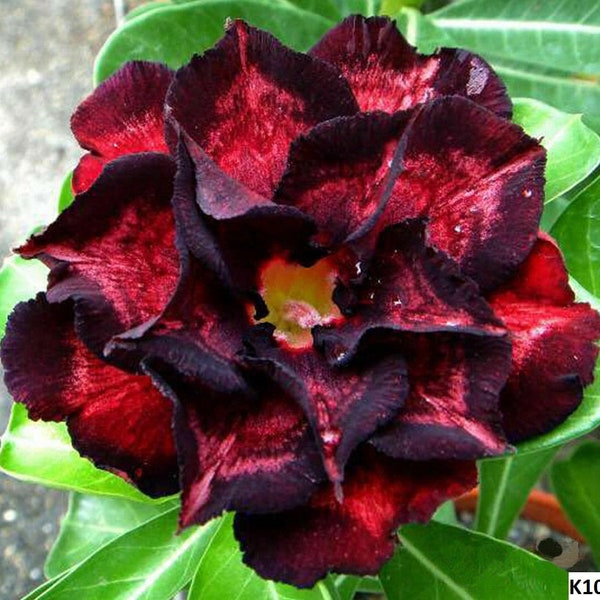 Adenium obesum 'K10' Red & Black Double-petal (Desert Rose, Sabi Star) / 5 seeds
