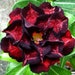 see more listings in the Adenium (Desert Rose) section