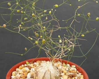 Drimia intricata / 10 seeds (Climbing Onion)