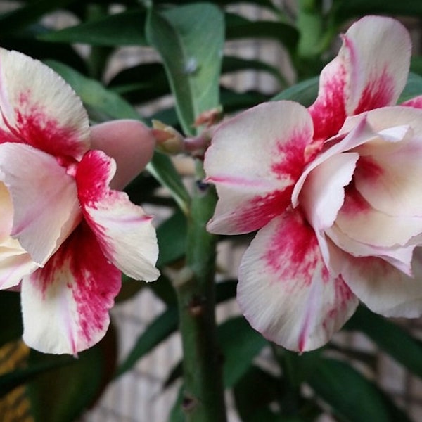 Adenium obesum 'K04' White & Red Double-Petal (Desert Rose, Sabi Star) / 5 seeds