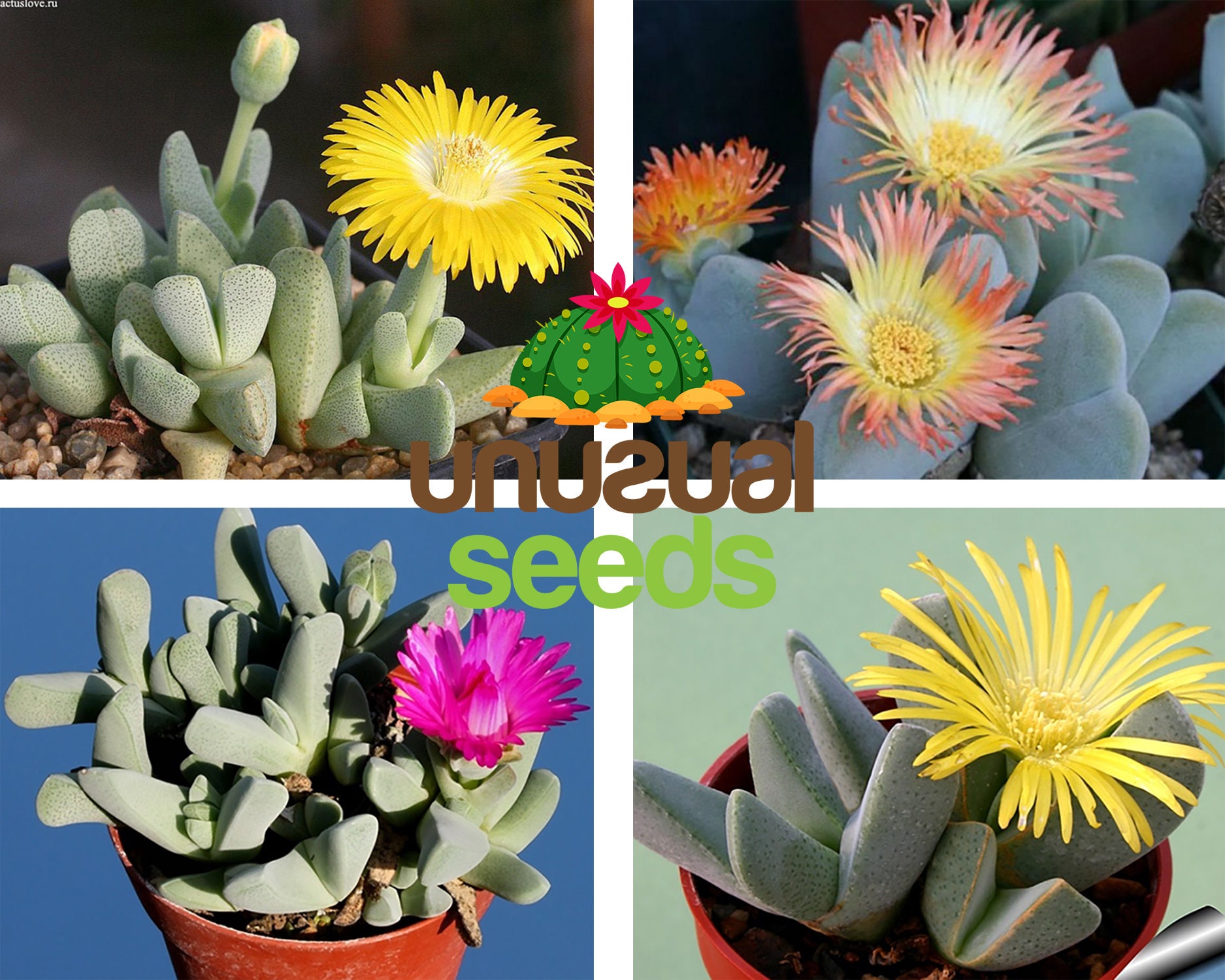 Cheiridopsis Pillansii living stone rare succlent 10 seeds Cheiridopsis Pillansii living stone rare succlent 10 seeds