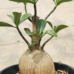 Peut inclure: Gros plan d'une petite plante d'Adenium obesum 'Kenya' en pot. La plante a un tronc épais et bulbeux et des feuilles vertes. La plante est dans un pot noir avec du gravier brun.