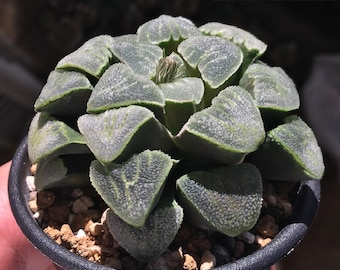 Haworthia pygmaea f. cristalina / 10 semillas