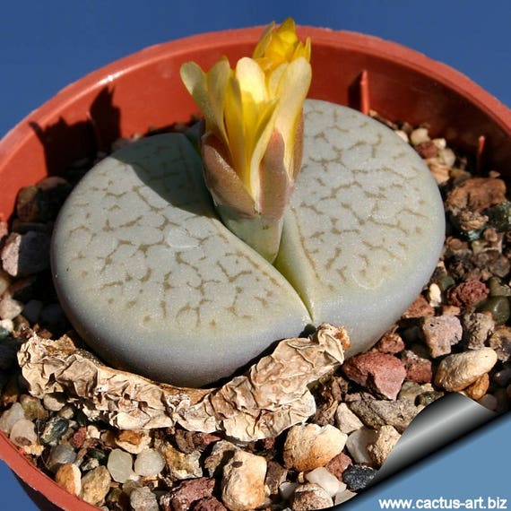 10 seeds Lithops pseudotruncatella ssp archerae C104