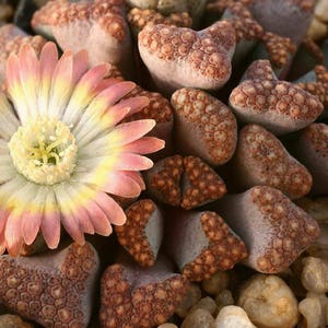 Titanopsis hugo-schlechteri / 20 seeds image 2