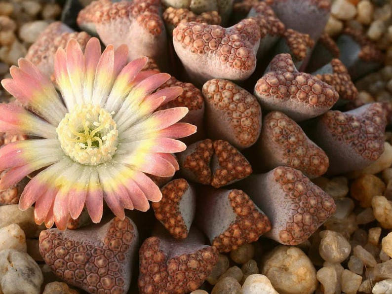 Titanopsis hugo-schlechteri / 20 seeds image 2