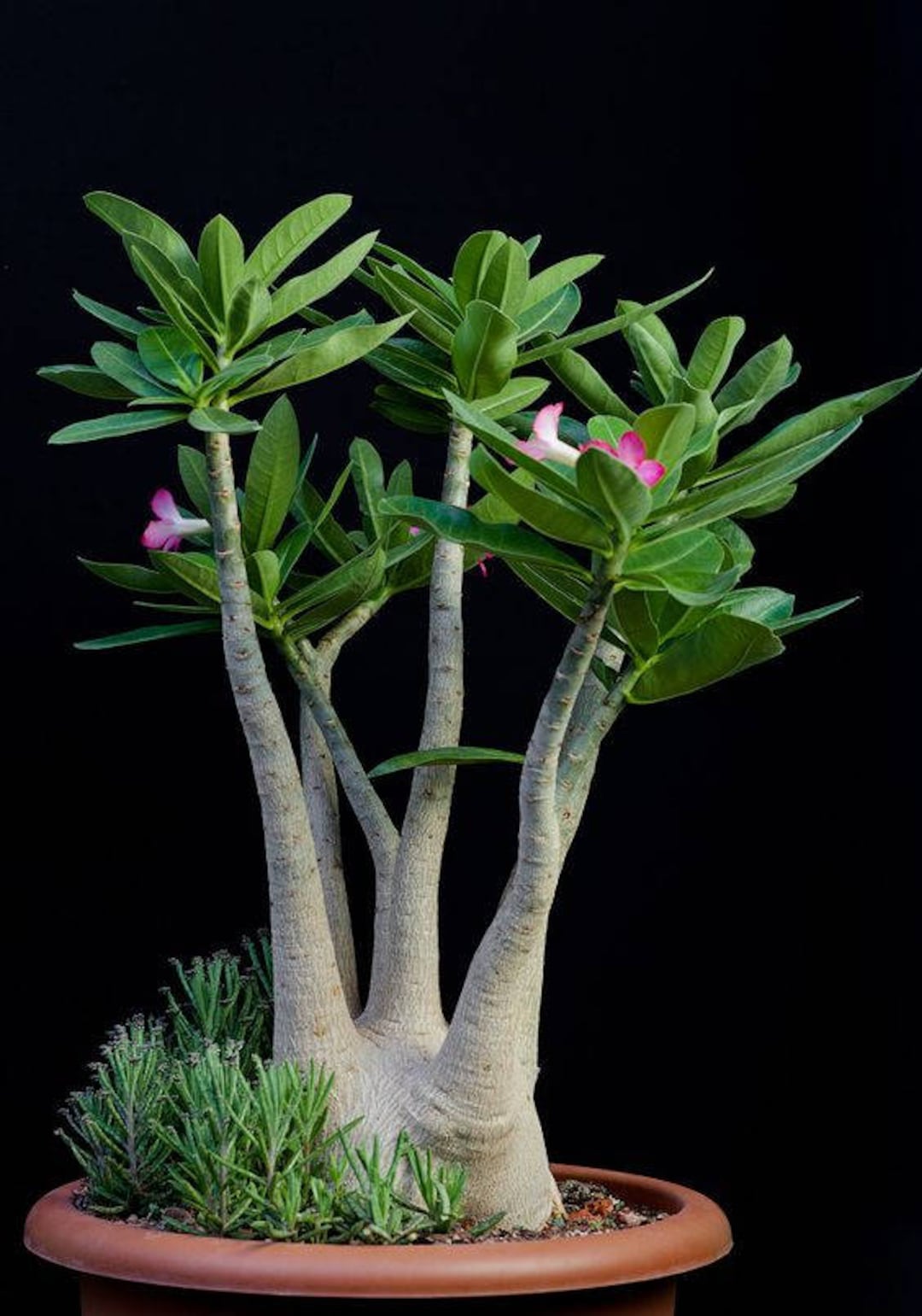 2 Adenium arabicum super dwarf アデニウム アラビカム スーパー
