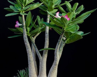 Adenium arabicum mix (Saudi) (Desert Rose, Sabi Star) / 5 seeds