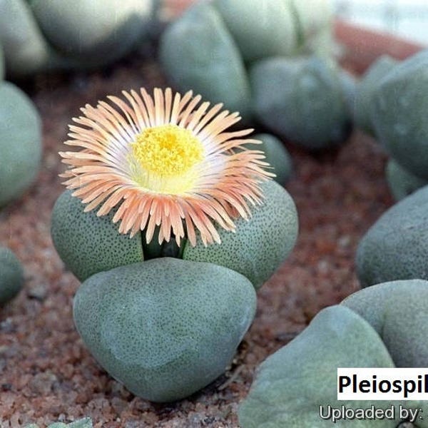 Pleiospilos bolusii / 20 seeds (Mimicry plant)
