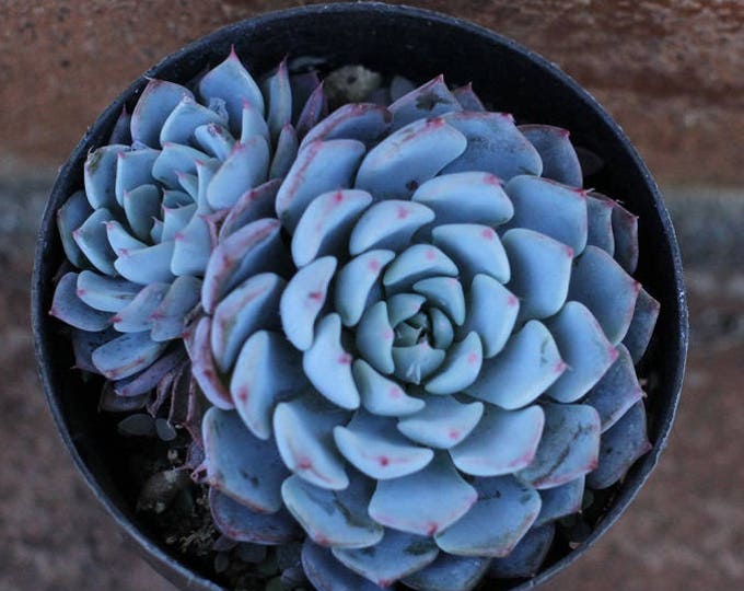 Echeveria Кан Кан