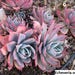 see more listings in the Succulents [Echeveria] section