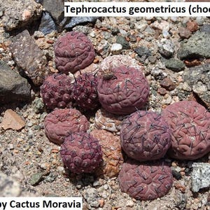 Tephrocactus - Etsy Finland
