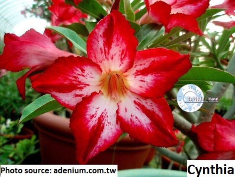 Adenium Obesum Desert Rose Cynthia