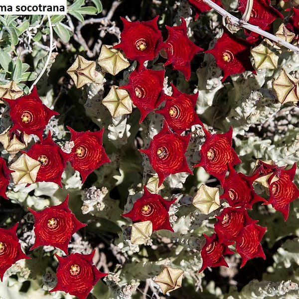 Caralluma socotrana / 5 seeds