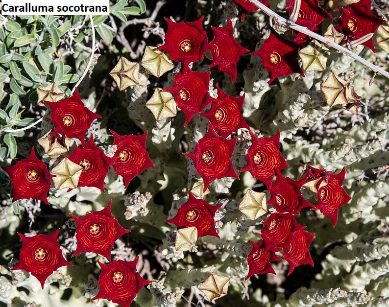 Caralluma socotrana 5 seeds
