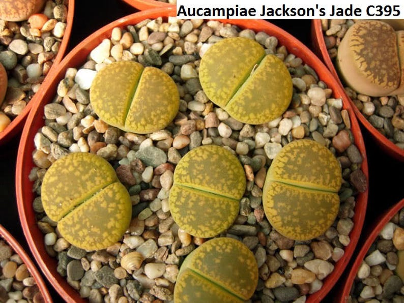 RARE 20 seeds Lithops aucampiae /'Jackson/'s Jade/' Living Stones