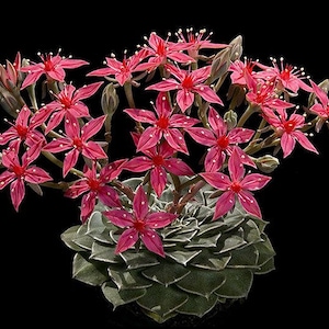 Graptopetalum bellum Tacitus bellus / 20 seeds Chihuahua Flower image 1