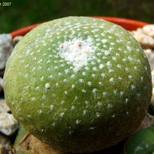 Blossfeldia liliputana / 20 seeds image 3