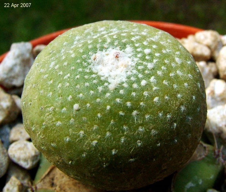 Blossfeldia liliputana / 20 seeds image 3