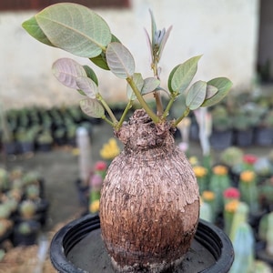 Può includere: Una pianta di Phyllanthus mirabilis in un vaso nero. La pianta ha un tronco bulboso e marrone e foglie verdi e viola. L'immagine è scattata all'aperto con altre piante sullo sfondo.