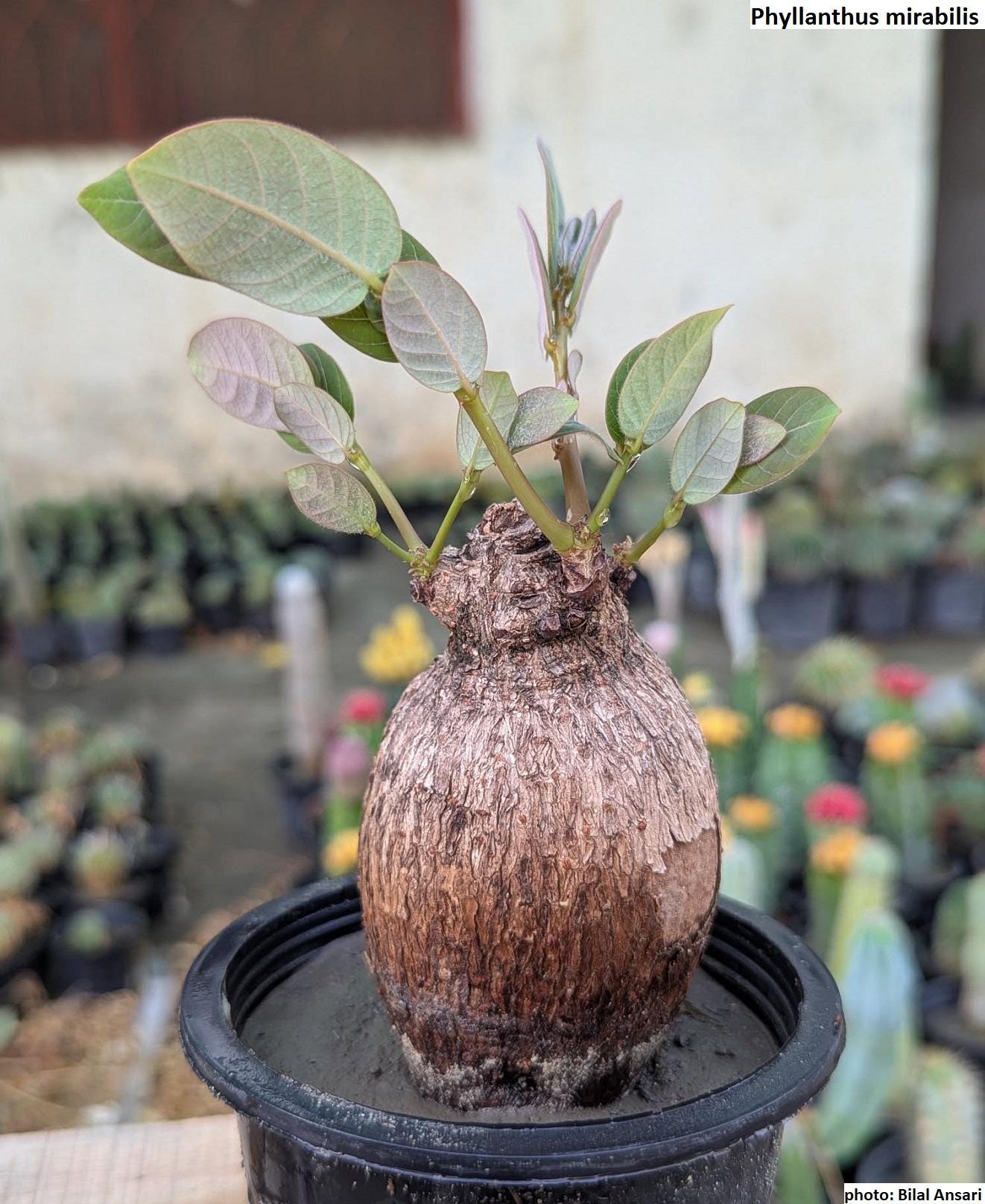 Herbe Aîche D'usine De Niruri Phyllanthus De Gros Plan De Plante Verte Dans Le Jardin. Image