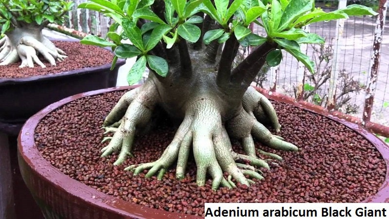 Adenium desert rose succulents Thai arabicum nice form plant 10 fresh seeds 