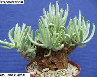 Tylecodon pearsonii / 20 seeds per pack