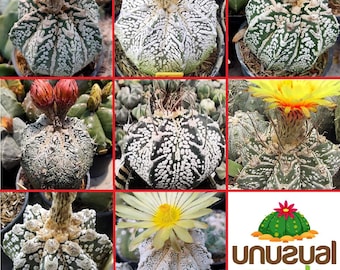 Astrophytum Ornatum Cv. Hannya - Top Selection / 5 Seeds - Etsy Canada