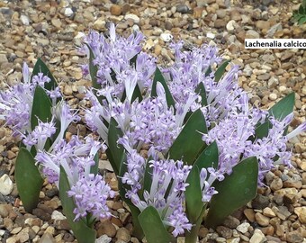 Lachenalia calcicola / 10 seeds